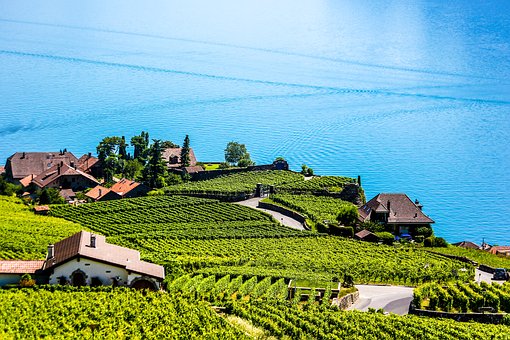 Montreux Swiss Vineyard