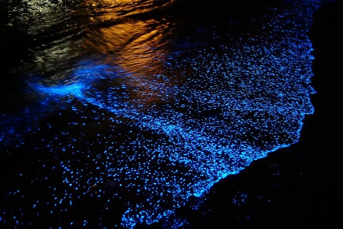 alawyersvoyage bioluminescence-havelock Andaman