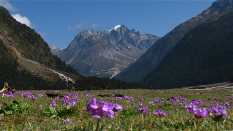 Alawyersvoyage Yumthang Valley Sikkim