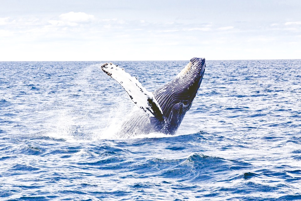 alawyersvoyage Whale watching Hermanus