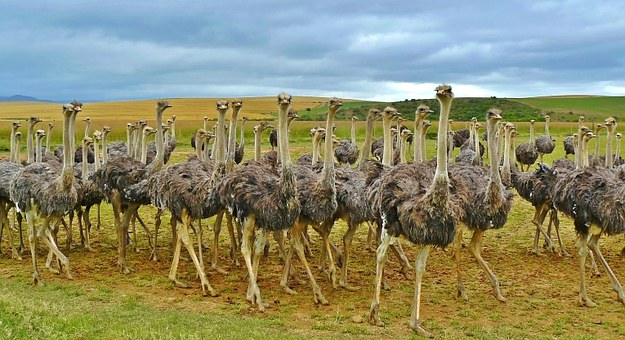 alawyersvoyage ostrich farm South Africa