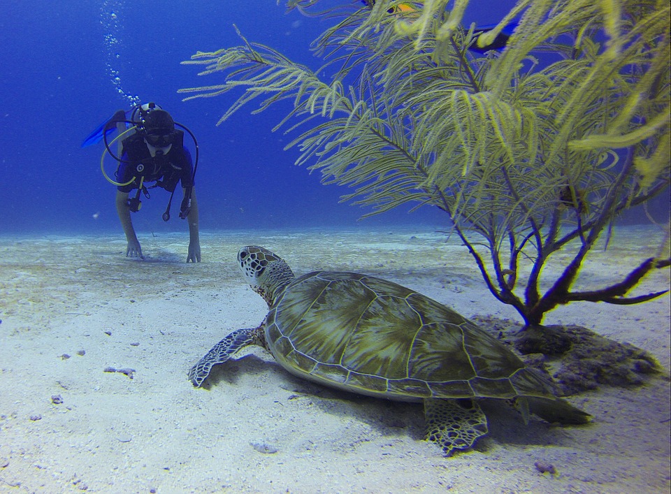 alawyersvoyage Marine life Zanzibar