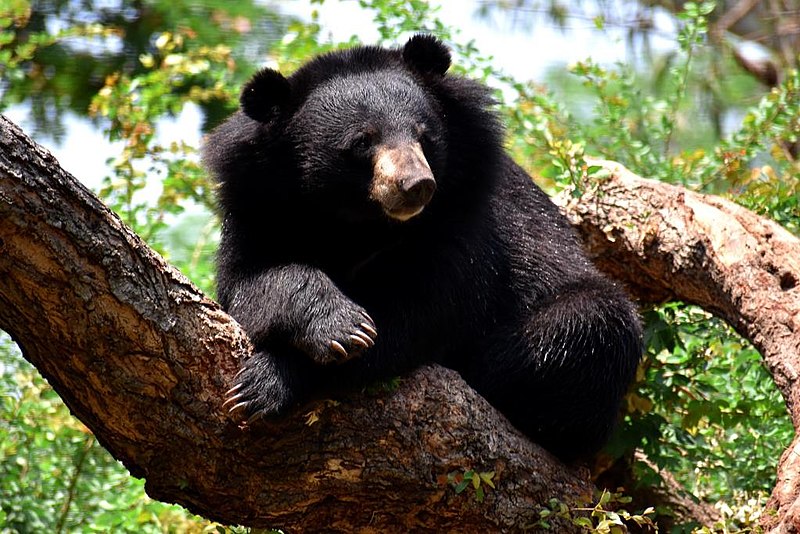 Himalayan Black bear 