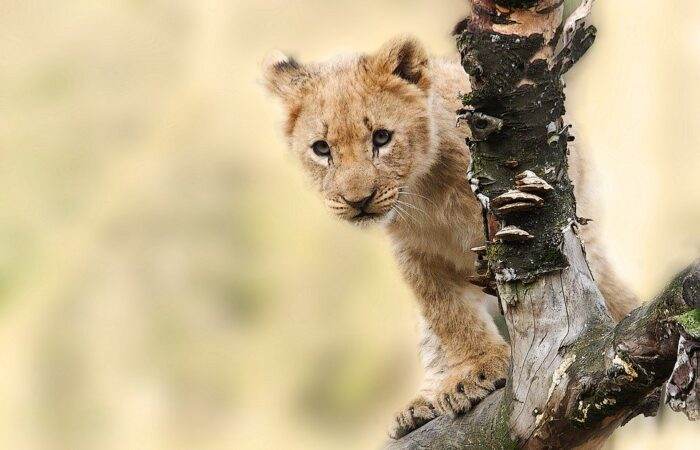 safaris in India - blog