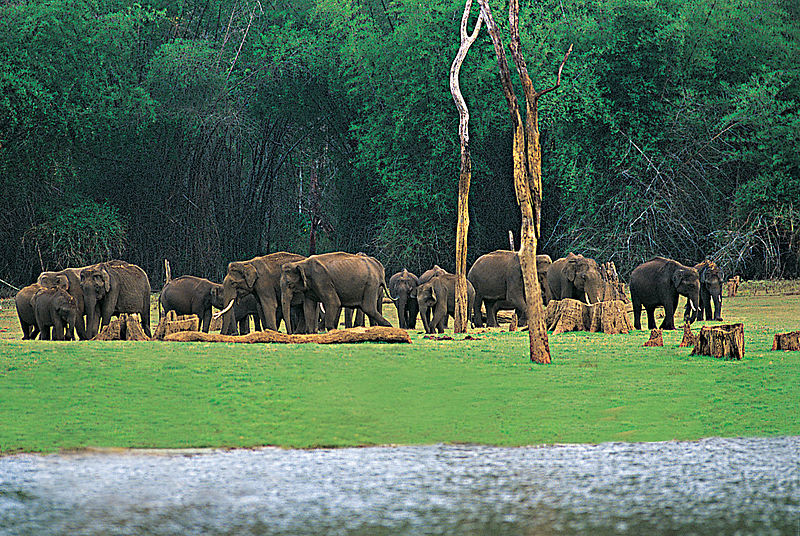 Periyar - safaris in India 