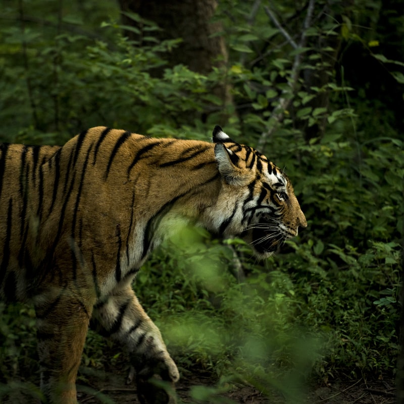 Ranthambore National Park - safaris in India