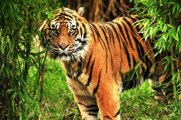 Sundarban National Park- west Bengal