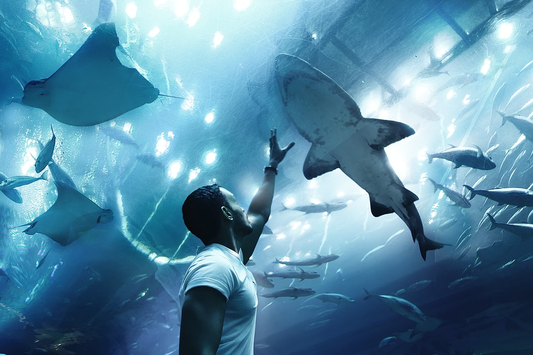 Dubai Attractions - Aquarium
