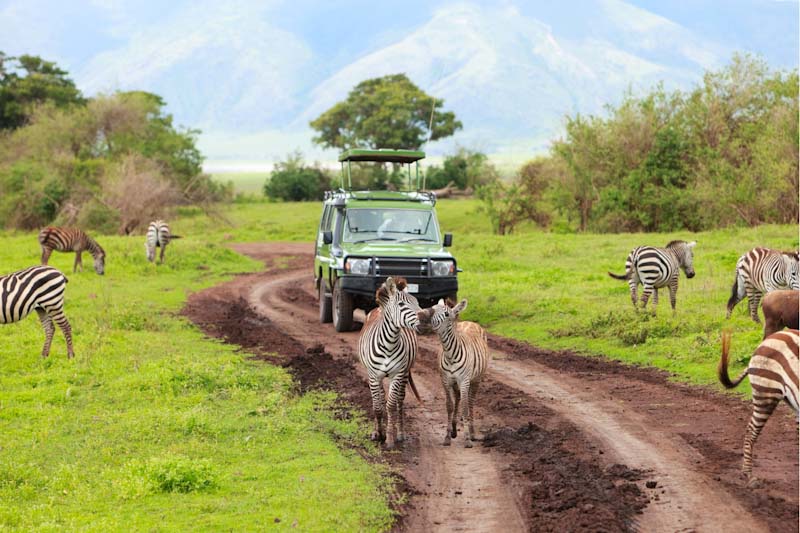 kenyan safari