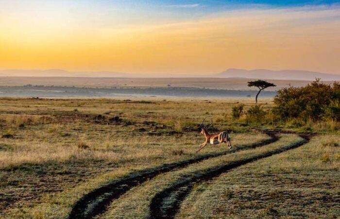 Stunning African landscape in Kenya featuring a safari jeep with wildlife roaming the savanna under a golden sunset sky.