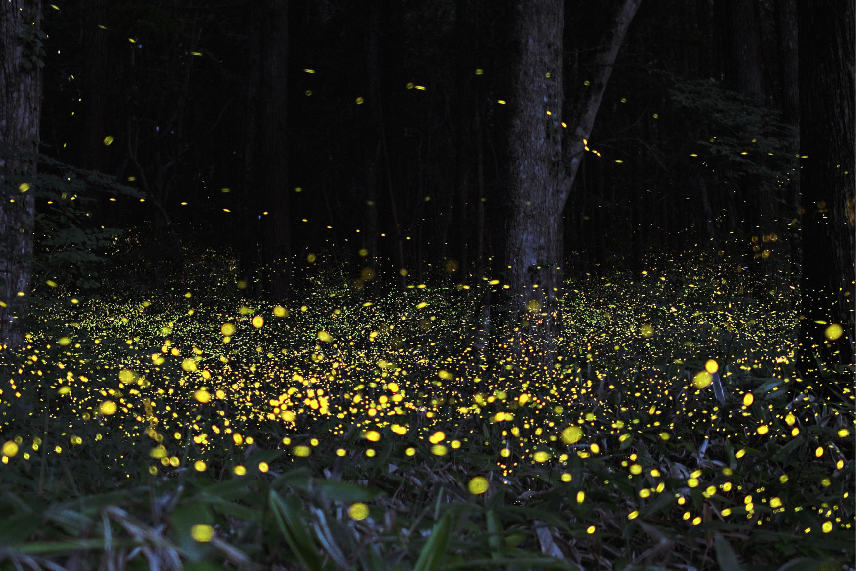 Fireflies Maharashtra Purushwadi
