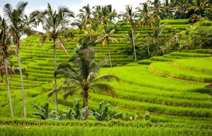 Beautiful Bali beach scene with turquoise waters, palm trees, and a serene tropical vibe ideal for a luxury vacation.